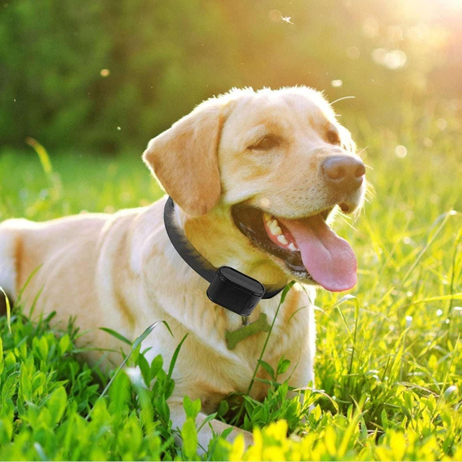 2 Dog Wireless Electric In-Ground Fence Containment System Shock Training Collar