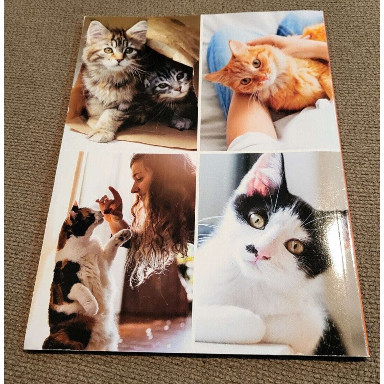Inside Your Cat's Mind What They Really Think - Help Your Pet Live Longer